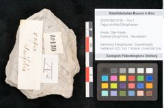 Foto (Detailansicht) von Fagus ulmifolia Ettingshausen (NHMW-GEO-2024-0188-10139)